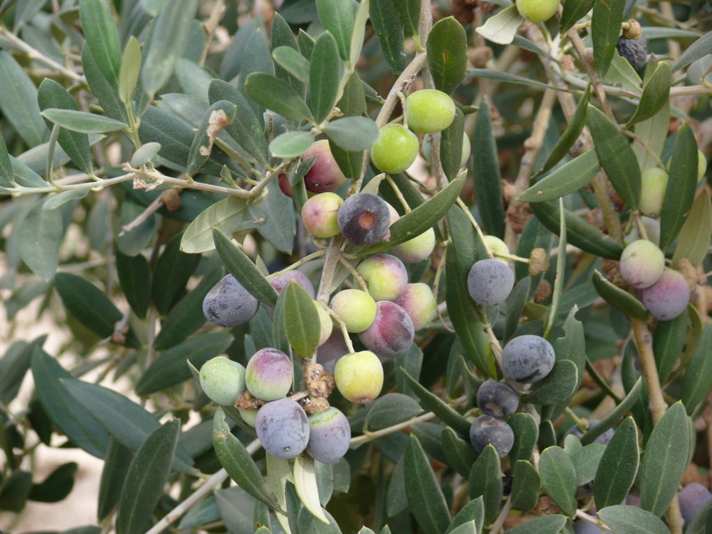 FRUTALES