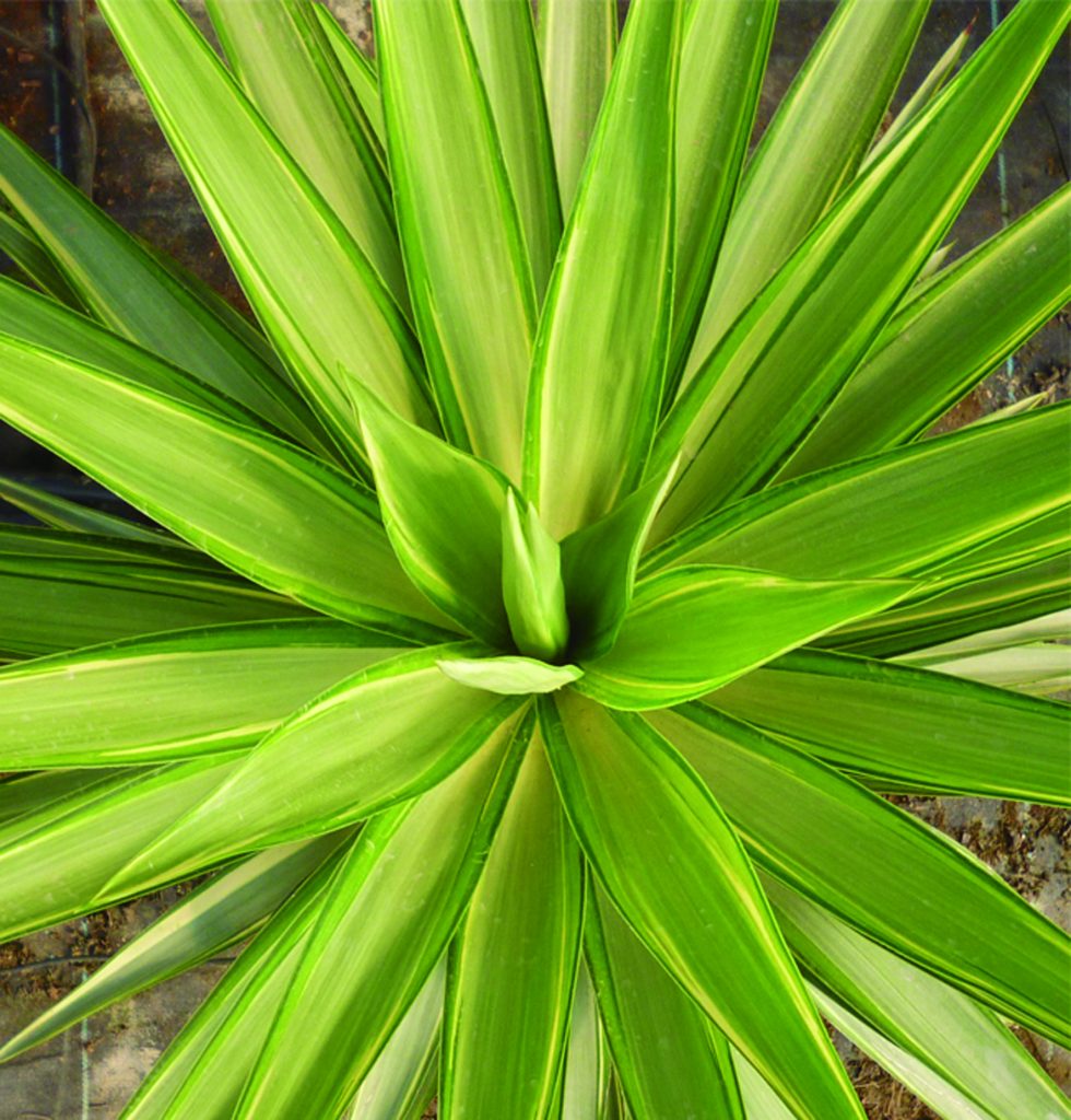 PALMÁCEAS