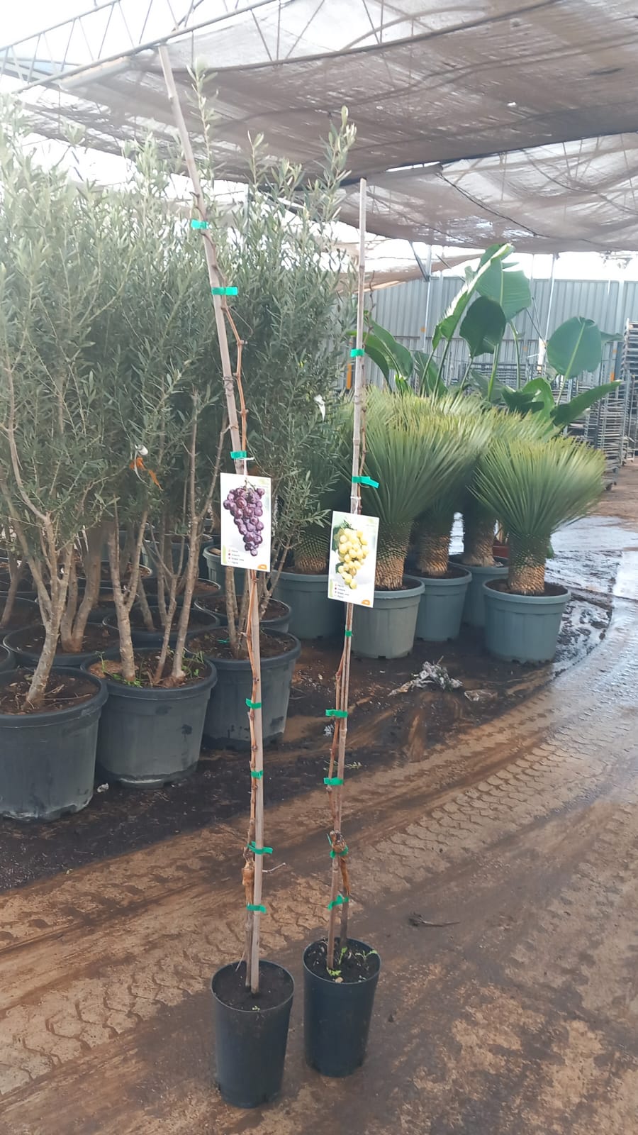 WhatsApp Image 2026-02-05 at 10.10.27